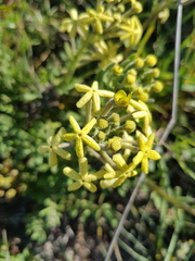 Lyperia lychnidea