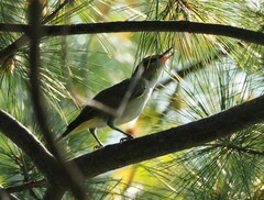 Vireo olivaceus