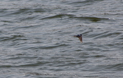 Hirundinidae