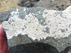 Lecanora rupicola