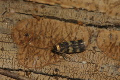 Oegoconia deauratella