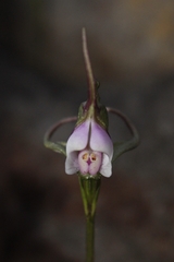 Disperis capensis capensis