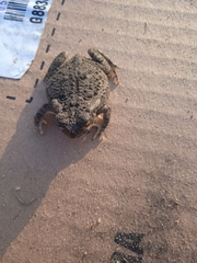 Rhinella arenarum