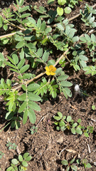 Kallstroemia parviflora