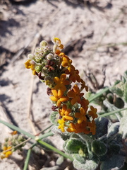 Manulea tomentosa