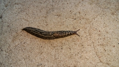 Limax maximus