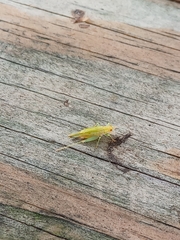 Cyrtoxipha columbiana