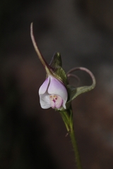 Disperis capensis capensis
