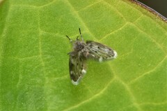Psychodinae