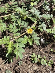 Kallstroemia parviflora