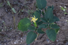 Datura discolor