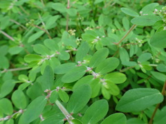 Euphorbia humistrata