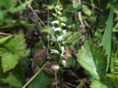 Spiranthes ovalis erostellata
