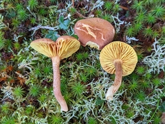 Phylloporus