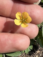 Kallstroemia parviflora