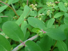 Euphorbia humistrata