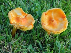 Hygrocybe