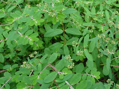 Euphorbia humistrata
