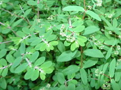 Euphorbia humistrata