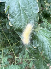 Spilosoma