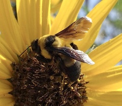 Bombus fraternus
