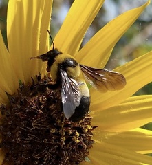 Bombus fraternus