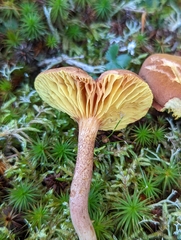Phylloporus