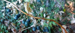 Polygonatum multiflorum