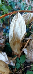 Polygonatum multiflorum