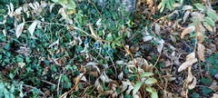 Polygonatum multiflorum