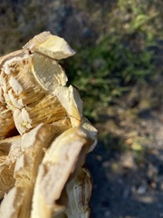Butyriboletus abieticola