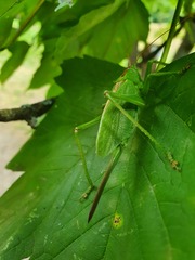 Tettigonia cantans