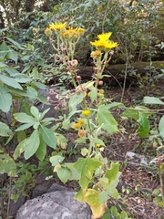 Microliabum polymnioides