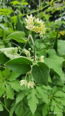 Funastrum