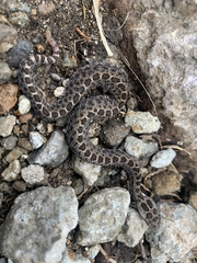 Crotalus triseriatus