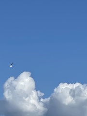Larus delawarensis
