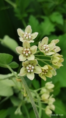 Funastrum