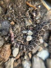 Crotalus triseriatus