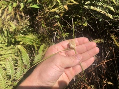 Eriophorum virginicum