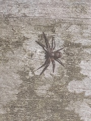 Philodromus aureolus