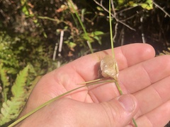 Eriophorum virginicum