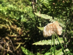 Eriophorum virginicum