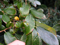 Euura pedunculi
