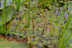 Potamogeton natans
