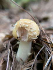 Amanita russuloides