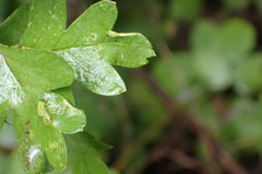 Phyllocoptes goniothorax