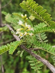 Eysenhardtia polystachya