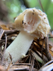 Amanita russuloides