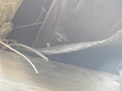 Xanthorhoe quadrifasiata