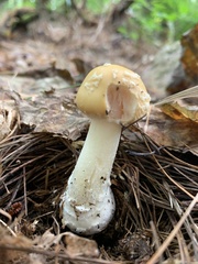Amanita russuloides